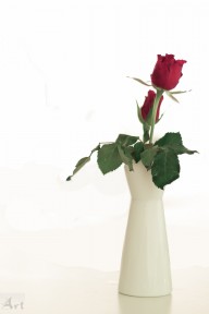Rose Rose