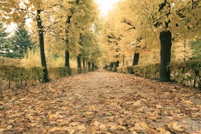 Schlossgarten Schönbrunn Herbst in Schönnbrunn