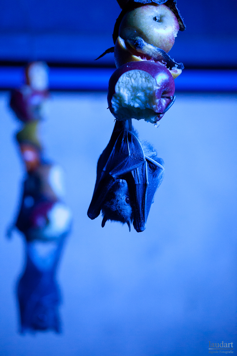blue fruit bat