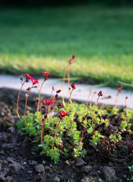Blumenbeet
